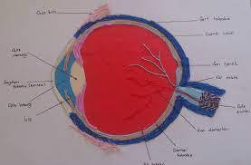 Sınıf fen ve teknoloji dersi için diyafram ile akciğerlerin nasıl çalıştığını görmek için akciğer maketi yapmak isteyenler için detaylı bilgi burada. Goz Modeli Nasil Yapilir Yardim Edin Lutfen Proje Odevim Eodev Com