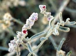 Image result for Aerva