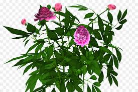 We did not find results for: Pfingstrose Strauch Schneiden Blumen Pflanzen Rosa Pfingstrose Png Herunterladen 1023 682 Kostenlos Transparent Blutenblatt Png Herunterladen