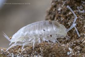 Another Stunning Translucent Creature This One Happens To Be A Favorite An Isopod From The Footprint Cave In Belize Spinne Insekten