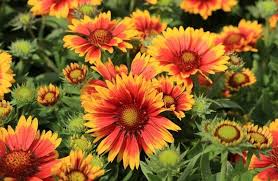 Do Rabbits Eat Blanket Flowers Or Gaillardias Pet Care Advisors