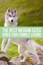 I came across family bred puppies on puppyfind. Medium Dog Breeds Find Your Perfect Puppy Match Dog Breeds Medium Best Medium Sized Dogs Family Dogs Breeds