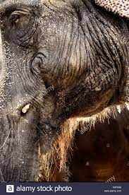 Elephant Eyes Stockfotos Und Bilder Kaufen Alamy