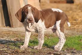 Imparare l'italiano con lezioni e corsi di italiano online, esercizi gratuiti di italiano per praticare la lingua, link utili per studiare l'italiano, preparazione agli esami di lingua. Bracco Italiano Dog Breed Information American Kennel Club