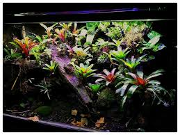 Pin By Biovivara Nature Emulating E On Vivarium Inspiration Planted Aquarium Reptile Terrarium Moss Plant