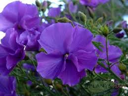 Sign up for 10% off. Water Corporation Of Wa 404 Australian Flowers Purple Flowers Gumamela