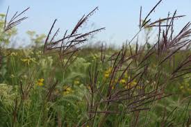 The big grass has a revenue of $28.6m, and 248. Tallgrass Prairie Wikipedia