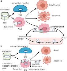Even if you only inherit one rogue copy, that will. Gene Therapy As An Emerging Therapeutic Approach To Breast Cancer New Developments And Challenges Human Gene Therapy