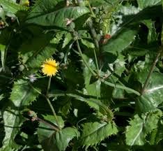 Image result for Sonchus schweinfurthii