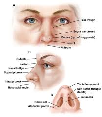 Check spelling or type a new query. Nose Anatomy Diagram Google Search Nose Diagram Anatomy Human Anatomy