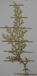 Image result for Selaginella goudotiana