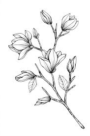 Black And White Pencil Drawings Of Flowers Magnolia Flower Sketches Flower Line Drawings Flower Drawing
