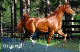 Check spelling or type a new query. Ø±Ø¤ÙŠØ© Ø§Ù„Ø®ÙŠÙ„ Ø§Ù„Ø¨Ù†ÙŠ ÙÙŠ Ø§Ù„Ù…Ù†Ø§Ù… Ù„Ù„Ø­Ø§Ù…Ù„