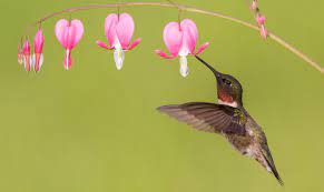 Last Drop Heart Flower Tattoo Hummingbird Flowers Beautiful Birds