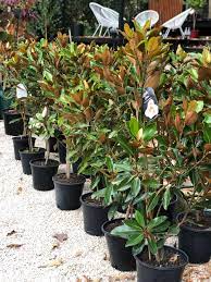Often advertised as a compact, small evergreen magnolia, but in reality in time will easily grow to 24' or higher. Magnolia Grandiflora Little Gem Aldgate Tree Farm