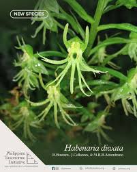 Image result for Habenaria villosa