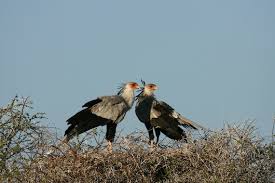 25 secretary bird facts (sagittarius serpentarius) africa's snake stomper. Secretary Bird Facts And Beyond Biology Dictionary