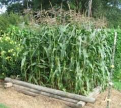 Maybe you would like to learn more about one of these? Growing Corn Growing Corn Corn Plant Growing Sweet Corn