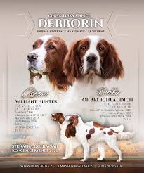 Image result for irský červenobílý setr