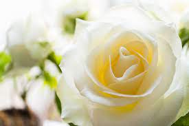 Your favorite blooms — from roses and peonies to lilies and daisies — send specific messages that you white ones signify purity, pink ones signify prosperity, red ones signify passion, orange ones signify pride, and yellow ones signify gratitude. 21 Special Rose Color Meanings Rose Flower Meanings For Valentine S Day