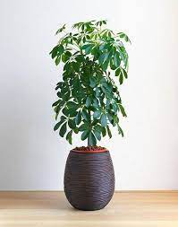 Dwarf Umbrella Trees Buying Growing Guide Trees Com Hanging Plants Indoor Umbrella Plant Umbrella Tree