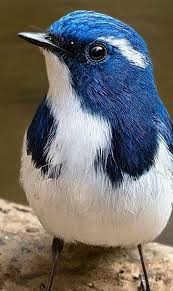 Pin On Oiseaux
