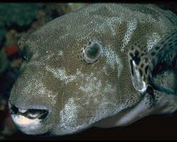 ryba sobaka ili skalozub takifugu rubripes foto i video ryby sobaki ili iglobryuha