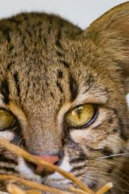 The pampas cat (leopardus colocola) is a small wild cat native to south america. 5wr 9wf5u2dbhm