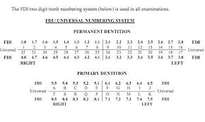 17 Correct Dental Chart With Teeth Numbers