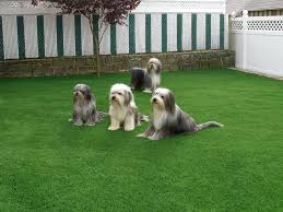 Image result for Pearsonia