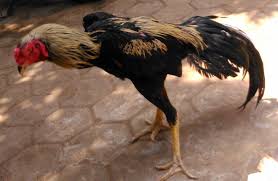 Urutan Yang Benar Memandikan Ayam Aduan Waktu Tarung Diadu Ayam Juara Ayam Bangkok Juara