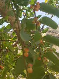 Image result for Tapinanthus forbesii