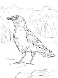You will find instructions at the bottom of each page to help you use the. Realistic American Crow Coloring Page Free Printable Coloring Pages Bird Coloring Pages Bird Coloring American Crow