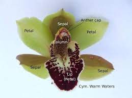 Orchid Anatomy Orchids Beautiful Orchids Horticulture
