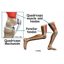 Tendons connect your muscles to your bones and act as cables, allowing your bones to move your muscles. Conditions And Treatments