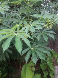 Image result for Manihot grahamii