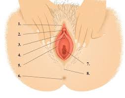 In this article what parts make up the female anatomy? The Woman S Copulatory Organs Anatomy And Function Lecturio