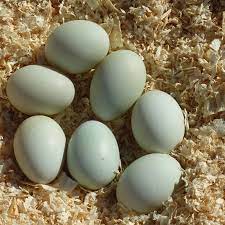 A Practice In Essential Living Duck Eggs Keeping Ducks Chickens