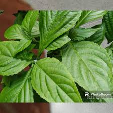 Image result for Strobilanthes