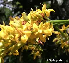 Image result for Ouratea