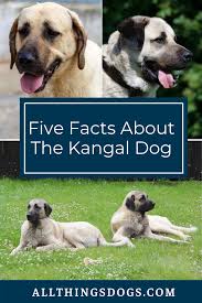 Five Facts About The Kangal Dog Kangal Dog Dogs Every Dog Breed