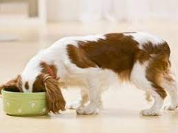 I cuccioli crescono certamente più sani. L Alimentazione Naturale Per Cani La Dieta Barf