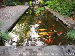 Koi fish are one of the largest species in the world that is kept in ponds. Minnesota Landscape Design Inspired By Bali Natural Stone Water Feature Koi Pond Water Garden Night Lighting Landscaping Water Feature Stone Water Features Backyard Water Feature