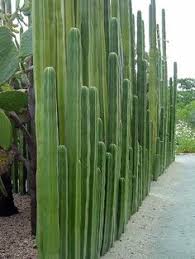 It has been the subject of many photographs, and commonly conjures up thoughts of the old west and the beauty of the southwest desert. 34 Cactus For Summer Ideas Cactus Cacti And Succulents Planting Flowers