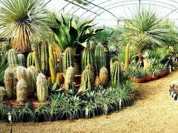 Urban Jungle Plant Nursery Garden Centre Norwich Norfolk And Beccles Suffolk Urban Jungle Norwich Plants Leafy Plants