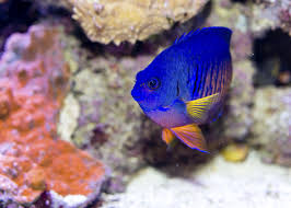 Coral Beauty Angelfish Marinefishez Com