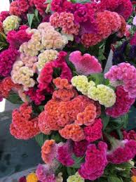 Pin On Coxcomb Celosia