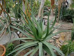Image result for Aloe spicata
