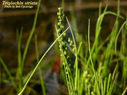 Image result for Triglochin striata