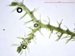 Image result for Lepidotrichilia